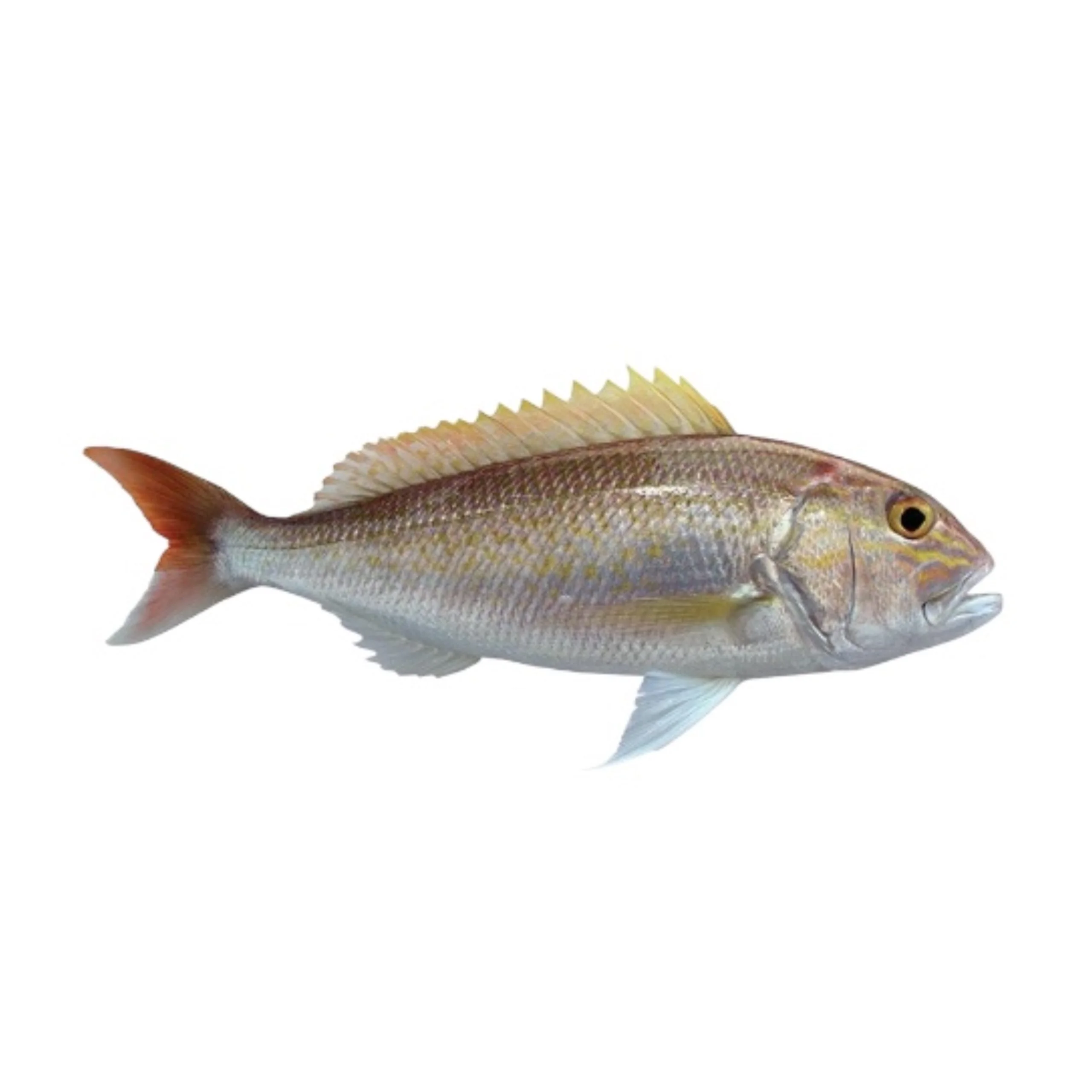 White Snapper / Kerisi Anggoli