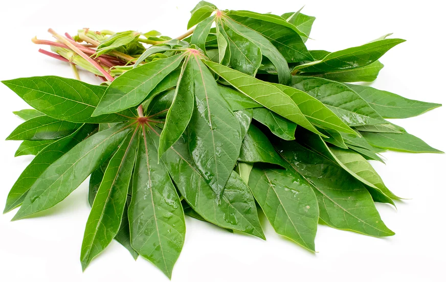 Tapioca Leaves/Pucuk Ubi