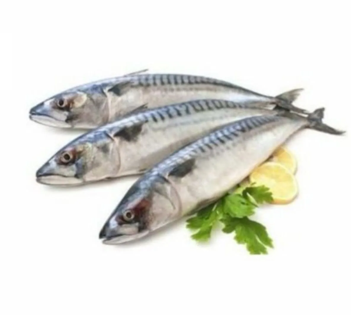 Spanish Mackerel / Batang Fish