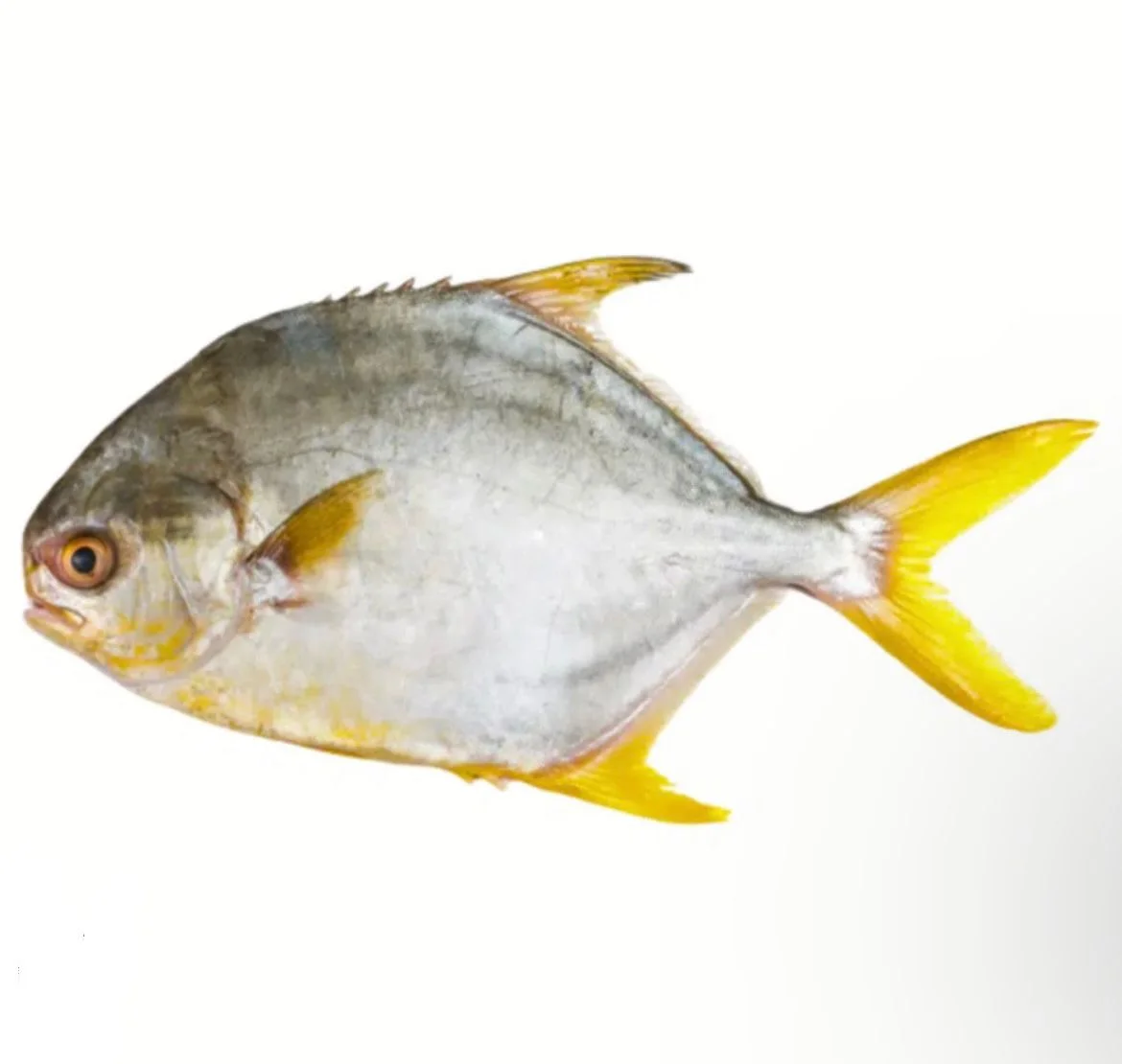 Chilled/Thawed Golden Pomfret / Bawal Emas