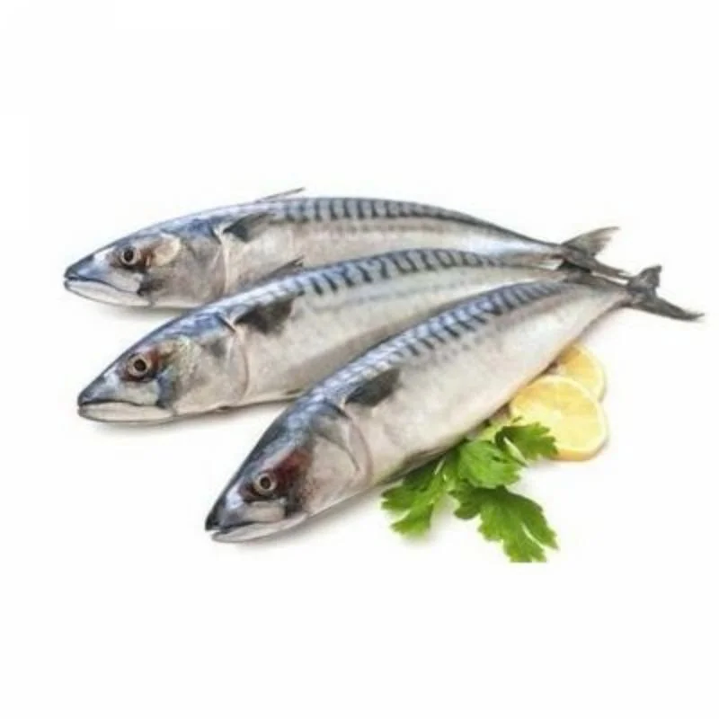 Fresh Spanish Mackerel / Tenggiri Batang