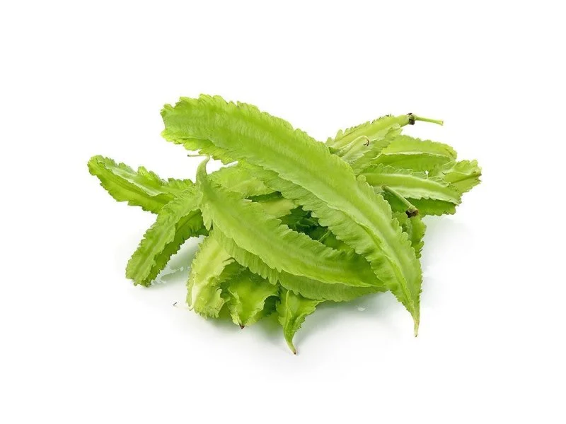 Winged Bean / Kacang Botol