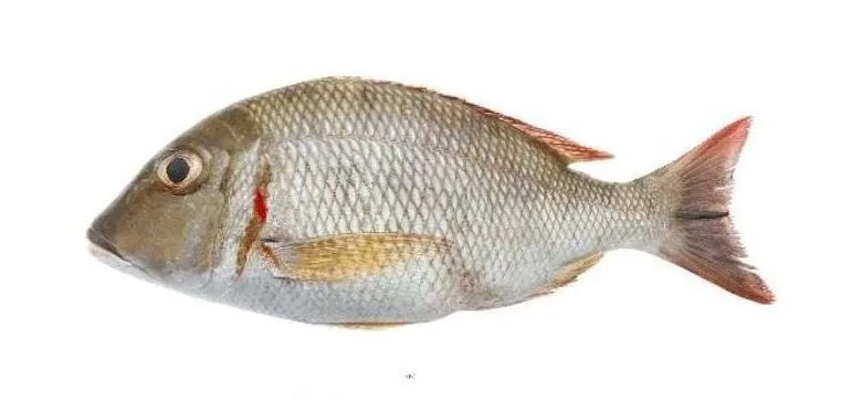 Fresh Ikan Pinang