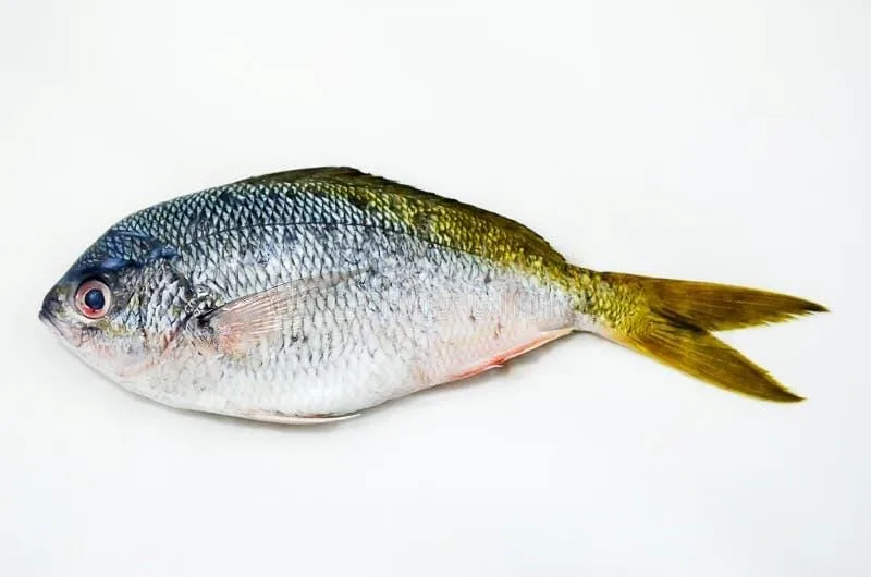 Fresh Ikan Keledek / Yellowstripe Scad