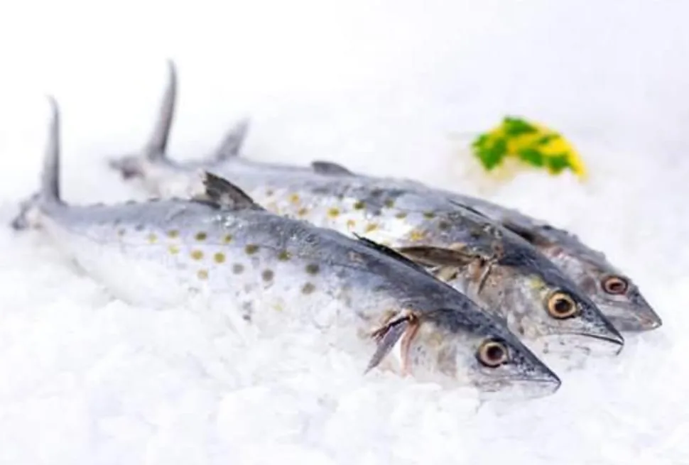 Fresh Mackerel (Tenggiri Fish)